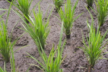 close up of rice fields, view of green rice fields