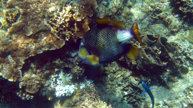 A colorful triggerfish elegantly swims past vibrant corals in a diverse marine ecosystem, showcasing the beauty of underwater life and biodiversity