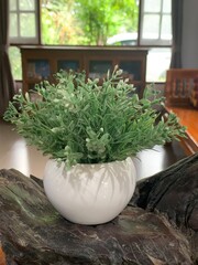 plants in a kitchen