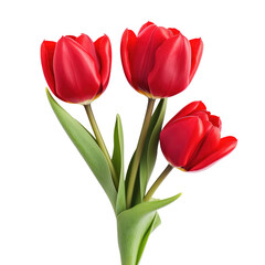 Fototapeta premium red tulips isolated on a white transparent background