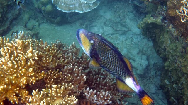 A colorful triggerfish gracefully swims amongst diverse coral formations in a vibrant underwater seascape, showcasing the beauty of marine biodiversity