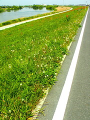 蒲公英の綿毛のある土手から見る春の江戸川風景