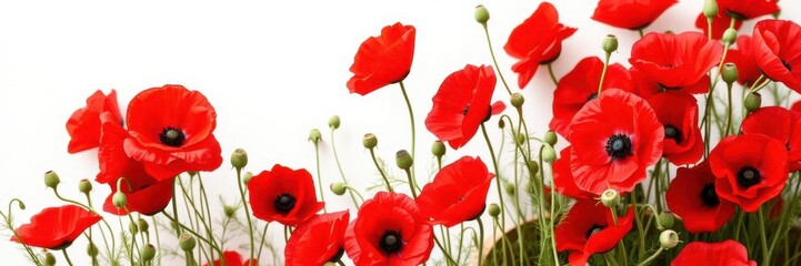 Obraz premium A beautiful arrangement of vibrant red poppies in full bloom, symbolizing remembrance and honoring those who served, floral arrangement