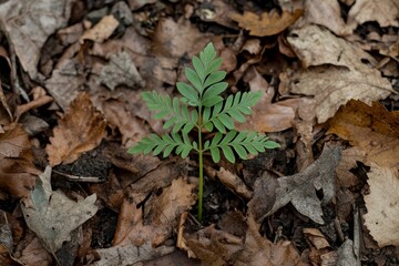 Fresh Green Plant Emerges from Dry Brown Leaves in Forest Floor, Symbolizing Renewal and Resilience in Nature's Cycle of Life and Growth