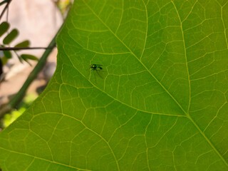 ant on leaf