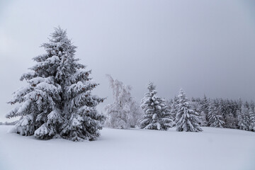 Trees in the winter forest covered by snow and fir