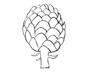 hand drawn illustration of Artichokes, doodle of Fresh Artichokes, sketch of Artichokes 