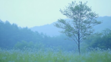 Solitary Tree in Misty Field of Flowers