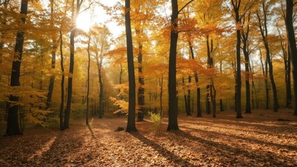 Fototapeta premium Golden autumn atmosphere in the forest with colorful leaves, warm sunlight filtering through the trees, and a peaceful ambiance, outdoors