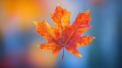 Fototapeta premium A single vibrant orange maple leaf floats against a blurred background