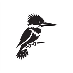black and white bird