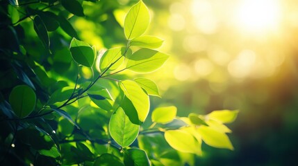Obraz premium close up of vibrant green leaves with sunlight shining through