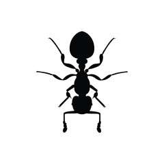Top view black ant silhouette isolated on white background. Ant icon vector illustration design.