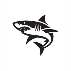 shark illustration