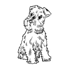 Puppy Miniature Schnauzer - Dog Breed, Puppy Breed Vector File, detailed vector