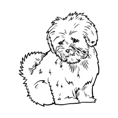 Puppy Lhasa Apso - Dog Breed, Puppy Breed Vector File, detailed vector