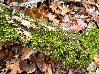 moss on a tree