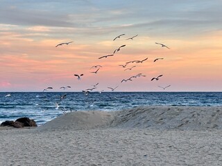 seagulls on the sunset  beach
