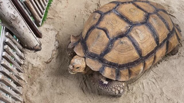 Large brown sea turtle in its natural habitat