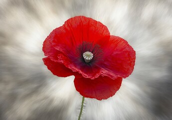 Vibrant Red Poppy Flower Closeup with Motion Blur Background