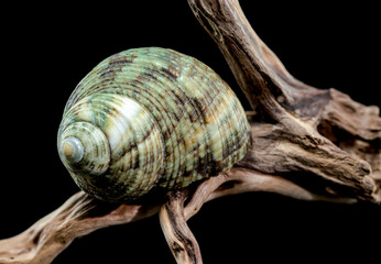 Horned Turbo cornutus Snail on Driftwood