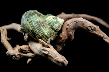 Horned Turbo cornutus Snail on Driftwood