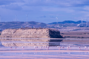 Larnaca, Salt Lake, flamingos, mosque, Hala Sultan Tekke, Cyprus, birds, water, nature, migratory,...