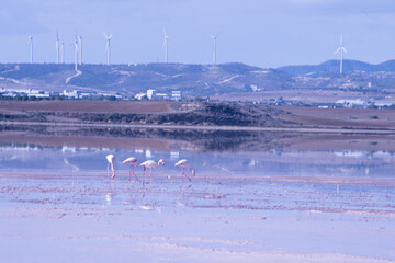 Larnaca, Salt Lake, flamingos, mosque, Hala Sultan Tekke, Cyprus, birds, water, nature, migratory,...
