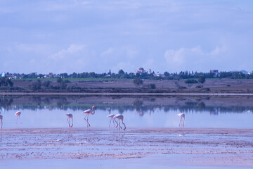 Larnaca, Salt Lake, flamingos, mosque, Hala Sultan Tekke, Cyprus, birds, water, nature, migratory, wildlife, serenity, reflection, Larnaca Salt Lake, historical, sanctuary, wetland, cultural, seascape
