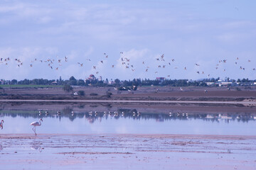 Larnaca, Salt Lake, flamingos, mosque, Hala Sultan Tekke, Cyprus, birds, water, nature, migratory,...