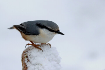 Nuthatch