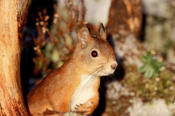 Squirrel