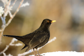 Blackbird