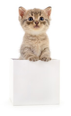 Kitten in cardboard box.