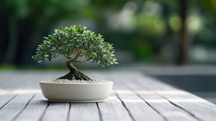 a bonsai tree in a white pot sits on a wooden surface