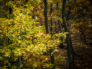 Landscape view of autumn scene in the forest colorful fall