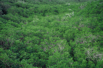 A lush green forest with a few dead trees