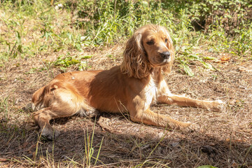 Obraz premium English Cocker Spaniel sitting in a pine forest on a beautiful Sunny day.