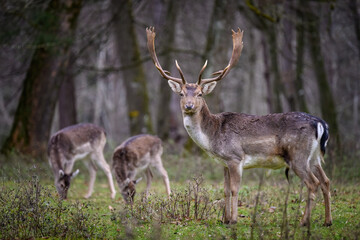 Dammhirsch mit Damen