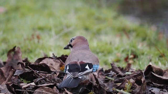 Eichelh&auml;her (Garrulus glandarius)      