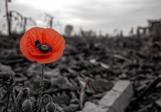 Red Poppy Flower in Desolated Landscape War Remembrance