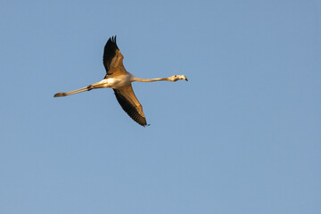 Obraz premium Flamingo in flight