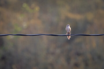 bird on a branch