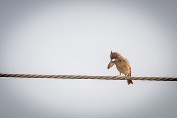Bird on a wire