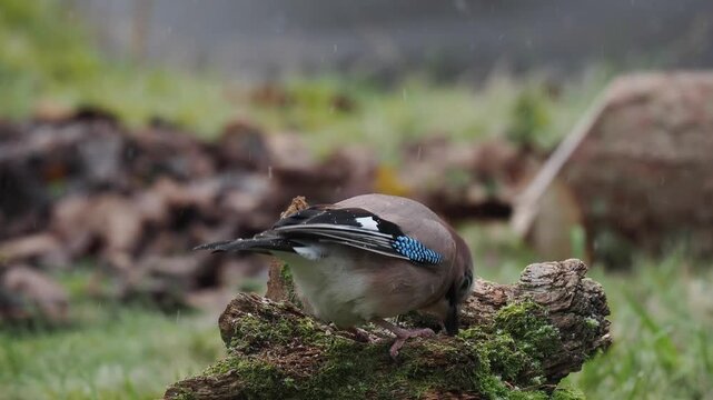 Eichelh&auml;her (Garrulus glandarius)      
