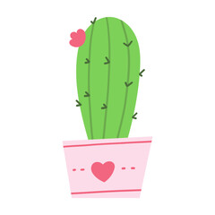 cactus in a pot