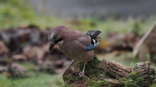 Eichelh&auml;her (Garrulus glandarius)      