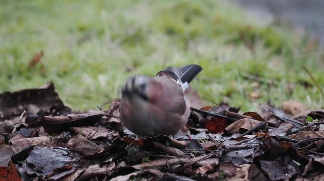 Eichelh&auml;her (Garrulus glandarius)      