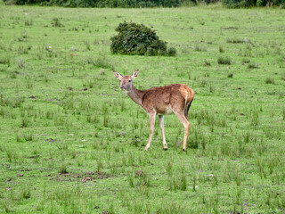 Red Deer. Cervus elaphus. The red deer (Cervus elaphus) is one of the largest deer species. A male red deer is called a stag or hart, and a female is called a doe or hind.