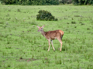 Red Deer. Cervus elaphus. The red deer (Cervus elaphus) is one of the largest deer species. A male red deer is called a stag or hart, and a female is called a doe or hind.